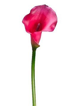 Silk Plants Direct Calla Lily Stem (Pack of 12) - Beauty