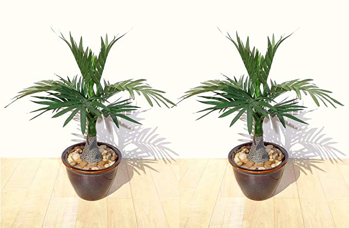 Neuhaus Decor 2 x 14 Roystonea Palms, Artificial Plants (WITHOUT POTS)
