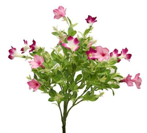 Renaissance 2000 Petunia Bush, 16-Inch, Pink Fuchsia