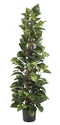 Nearly Natural 6613 Pothos Climbing Decorative Silk Plant, 63-Inch, Green