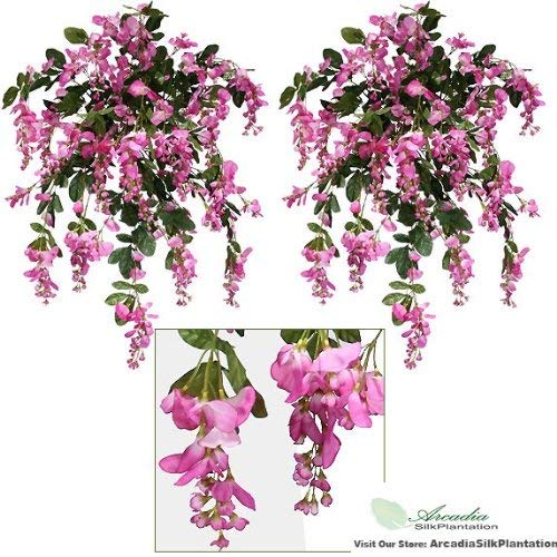 Fuchsia Pink Wisteria Bush with 45 Branches - 31