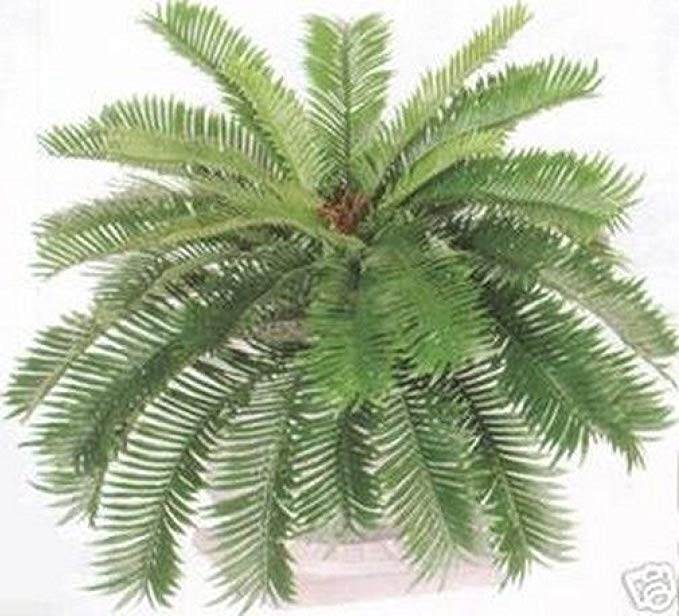 Sago Palm Bush 34