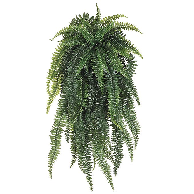 Allstate Floral Weeping Boston Fern Hanging Bush, 52-Inch, Light Green